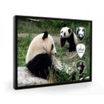 Panda plectrumdisplay, Verzamelen, Ophalen of Verzenden, Nieuw, Wild dier, Overige typen
