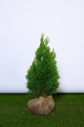 Conifeer - Thuja Occidentalis Smaragd - Haagplanten, Tuin en Terras, Ophalen of Verzenden, Conifeer, Haag