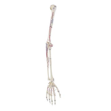 Anatomie model armskelet met spieren, Nieuw