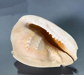 Uitstekende oude zeeschelp die als trompet wordt gebruikt,