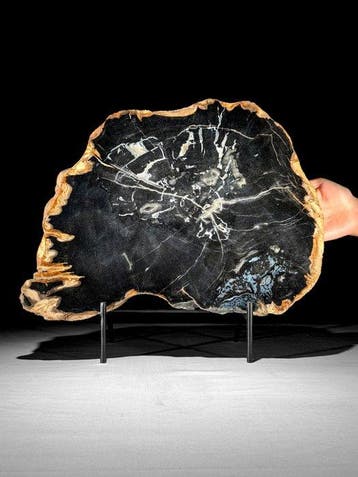 Indrukwekkende grote snede van versteend hout op een op maat