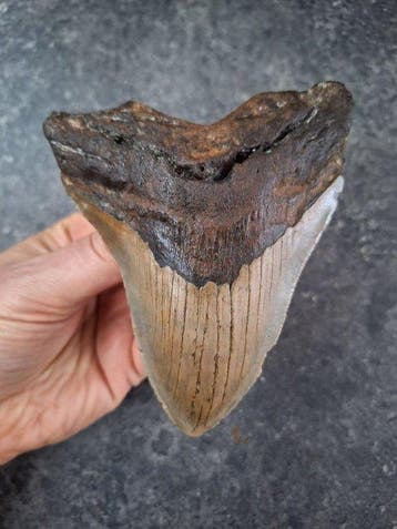 Megalodon - Fossiele tand - 13 cm - 10.2 cm