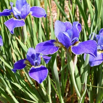 Iris Sibirica Silver Edge - Wortelgoed - 5 stuks, Tuin en Terras, Planten | Tuinplanten, Verzenden