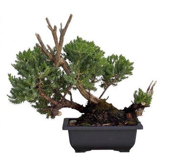 Jeneverbes bonsai (Juniperus) - Hoogte (boom): 23 cm -