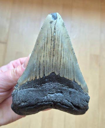 Large Megalodon tooth - Fossiele tand - Otodus Megalodon -, Verzamelen