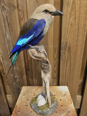 Super mooie nieuw opgezette zeldzame blauwbuik scharrelaar, Verzamelen, Nieuw