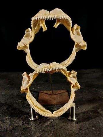 haaien centroforidi Taxidermie volledige montage -, Verzamelen, Dierenverzamelingen, Nieuw