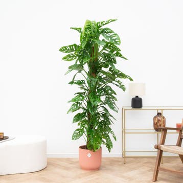 Green Bubble - Monstera Monkey Leaf - 180cm - Ø27 cm, Ophalen of Verzenden