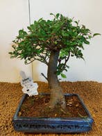 Japanese iep bonsai (Zelkova) - Hoogte (boom): 25 cm -