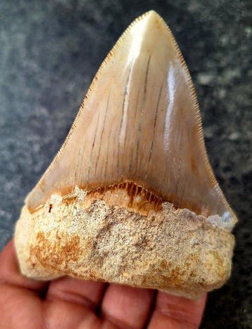Megalodon - Fossiele tand - 10.4 cm - 7.5 cm