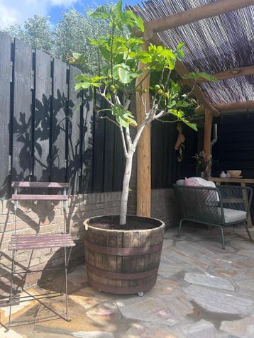 SUPER AANBIEDING! Eikenhouten halve whiskyvaten NU €57, Tuin en Terras, Rond, Nieuw, Ophalen of Verzenden, Balkon
