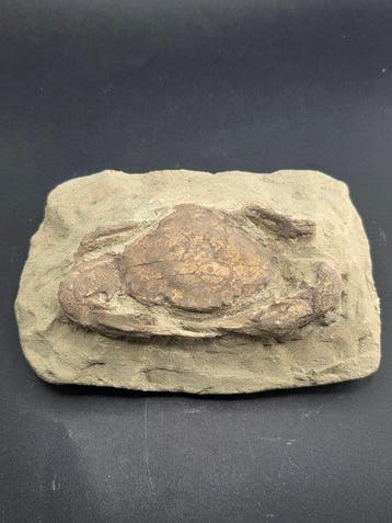 :Grote krab - Gefossiliseerd dier - 15.5 cm, Verzamelen