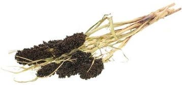 Sorghum SB aren pluimen Natural Brown, Ophalen of Verzenden, Nieuw