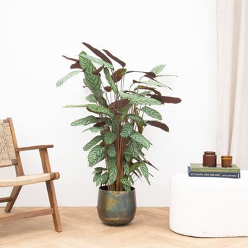 Green Bubble - Calathea Oppenheimiana - 130cm - Ø27 cm, Ophalen of Verzenden
