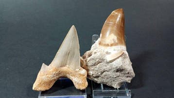 Haai en Mosasaurus - Fossiele tanden - Otodus Obliquus y