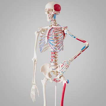 Anatomisch skelet met spiermarkering - wit, Verzenden, Nieuw