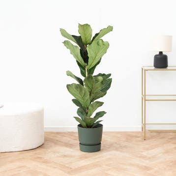 Green Bubble - Ficus Lyrata struik - 80cm - Ø17 cm, Ophalen of Verzenden
