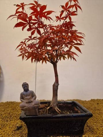 Japanese maple bonsai (Acer palmatum) - Hoogte (boom): 37 cm