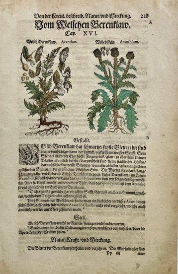 Pietro Andrea Mattioli - Altkolorierter Holzschnitt, aus:, Antiek en Kunst