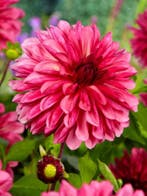 Dahlia Bacardi (Rood geel, Dahlia’s kopen?), Tuin en Terras, Ophalen of Verzenden