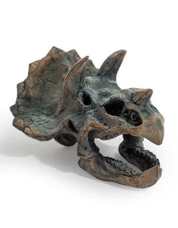 Decoratief ornament - Triceratops-schedel