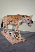 Hyena Taxidermie schoudermontage - Crocuta crocuta - 80 cm -, Nieuw