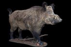 Wild zwijn Taxidermie volledige montage - Sus scrofa - 100, Nieuw