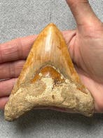 Megalodon-tand 10,9 cm - Fossiele tand - Carcharocles