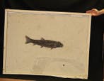 Extra grote fossiele vis - Lithologievoorbereiding -
