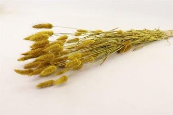 Lagurus Ovatus Pluimgras Graspluimen in hoes Geel 100 gram, Ophalen of Verzenden, Nieuw