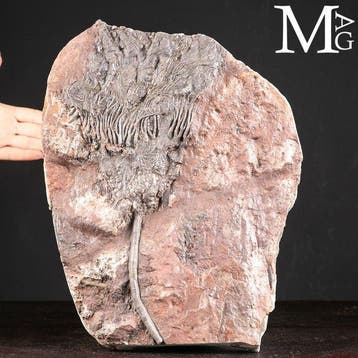 Crinoïde fossiel specimen op plaat - Scyphocrinites Elegans, Antiek en Kunst