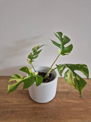 Monstera Minima Variegated #1 (Rhaphidophora Tetrasperma var, Huis en Inrichting, Kamerplanten, Verzenden