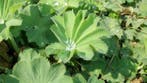 Vrouwenmantel , alchemilla mollis , p9, Ophalen of Verzenden, Zomer, Vaste plant