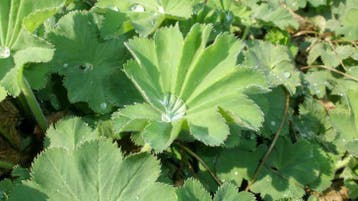 Vrouwenmantel , alchemilla mollis , p9, Ophalen of Verzenden, Zomer, Vaste plant