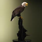 Amerikaanse Zeearend Taxidermie Opgezette Dieren By Max, Ophalen of Verzenden, Nieuw, Vogel, Opgezet dier