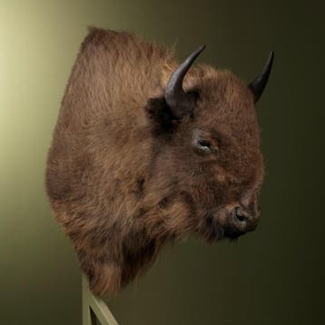 Europese Bizon Taxidermie Opgezette Dieren By Max, Verzamelen, Dierenverzamelingen, Ophalen of Verzenden, Nieuw, Wild dier, Opgezet dier