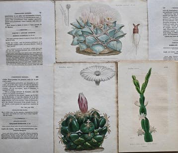 Charles Lemaire - Lot. of 6 sheets Ariocarpus retusus,