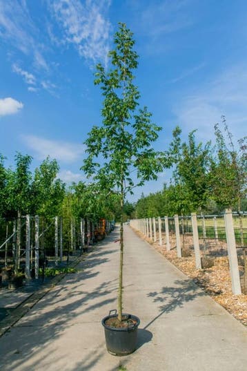 Carya illinoinensis hoogstam 12/14