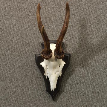 Reebok Gewei Taxidermie Opgezette Dieren By Max, Ophalen of Verzenden, Nieuw, Wild dier, Opgezet dier
