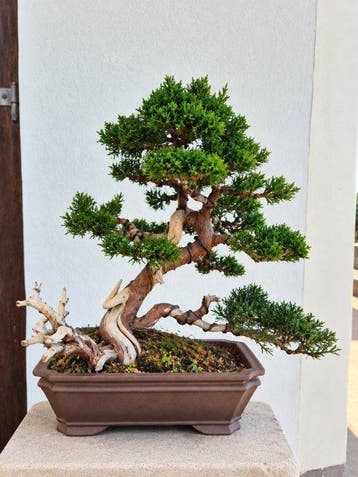 Jeneverbes bonsai (Juniperus) - Hoogte (boom): 40 cm -