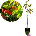 Diospyros kaki Sweet 500 + Pot 23cm, Verzenden, Volle zon
