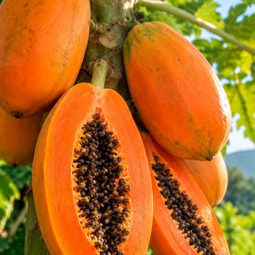 Pawpaw Raskleur, Verzenden