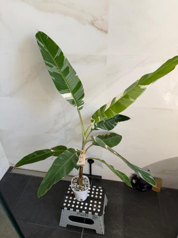 Musa AeAe (Florida), Verzenden
