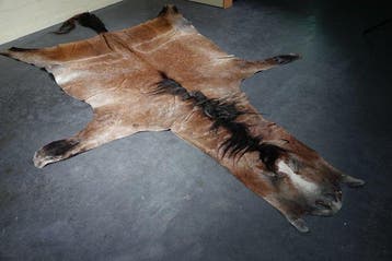 Huid van een Paard Schedel - Equus caballus - 345 cm - 2 cm