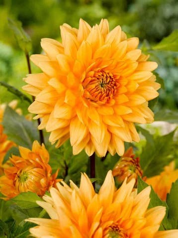 Dahlia Noordwijks Glorie (orange, Dahlia’s kopen?), Tuin en Terras, Bloembollen en Zaden, Ophalen of Verzenden