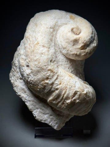 Zeldzame volledige rudist - Gefossiliseerde schelp - Caprina, Verzamelen