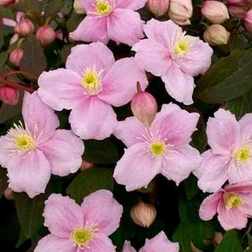 Clematis Spring Blossom Collectie – 3 Planten Sierplanten, Verzenden, Overige soorten, Struik