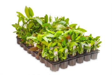 Mix pakket middengrond 12 stuks - 5cm pot - aquariumplan, Ophalen of Verzenden, Nieuw, Plant(en), Steen of Hout