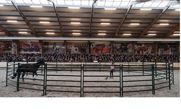 Grote roundpen, longeercirkel vanaf 2282,80 incl. btw., Dieren en Toebehoren, Stalling en Weidegang, Weidegang
