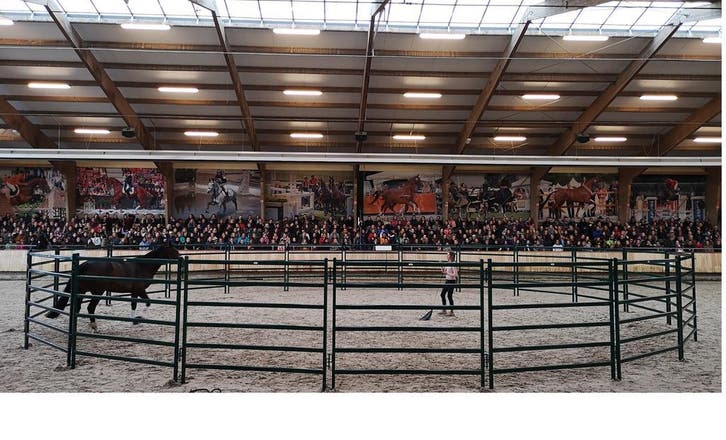 Grote roundpen, longeercirkel vanaf 2282,80 incl. btw., Dieren en Toebehoren, Stalling en Weidegang, Opfok, Stalling, Weidegang
